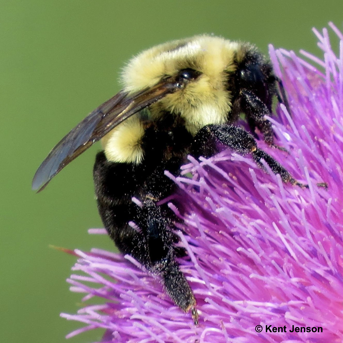 Pollinator Citizen Science Projects: How You Can Help | BirdsEye Nature ...